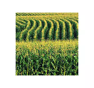 Гібрид насіння кукурудзи Голд 320 (ФАО 320) F1. При закупке свыше 30 мешков - бесплатная доставка по Украине!!
