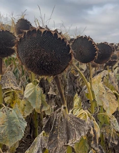 Насіння. соняшника